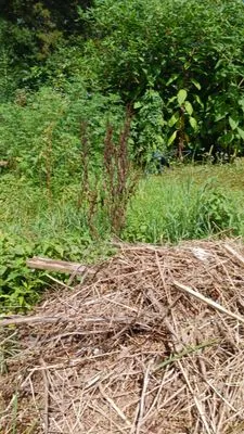 rene's & mike's landscaping