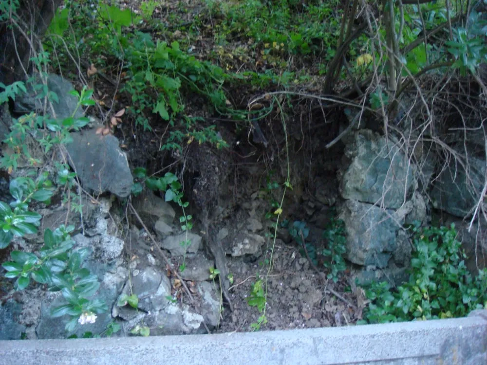 Top-rated yard cleanup service in San Rafael, CA - Rene's Landscaping & Concrete