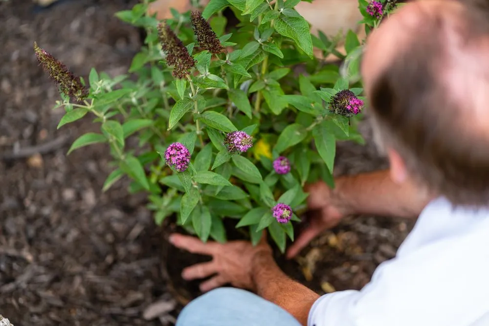 Local outdoor landscaping experts serving Little Rock, AR - ReNew Garden Creations