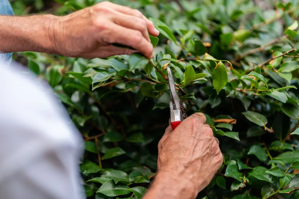 Top-rated yard maintenance in Little Rock, AR - ReNew Garden Creations