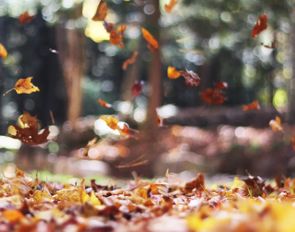 Professional yard maintenance in Beaverton, OR by Renew Landscape North West