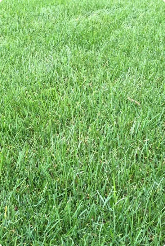 Reliable lawn care service in Ronks, PA - Renew Turf Science