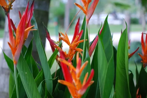 Trusted landscape installation for beautiful yards across Naples, FL - Renfroe & Jackson