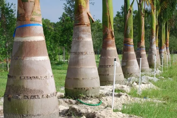 Top-rated yard cleanup service with custom design across Naples, FL - Renfroe & Jackson