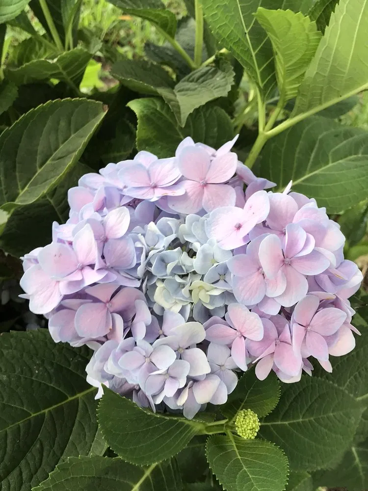 Professional outdoor landscaping for outdoor upgrades across Victoria, TX - Renken's Nursery