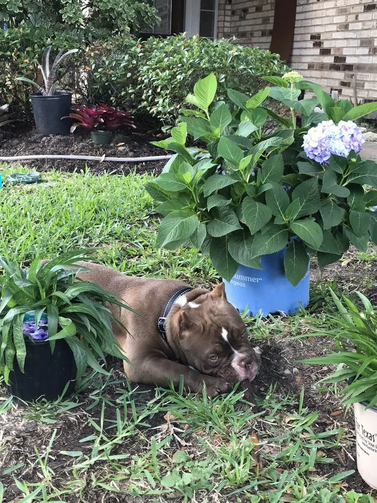 Local yard cleanup service experts serving Victoria, TX - Renken's Nursery