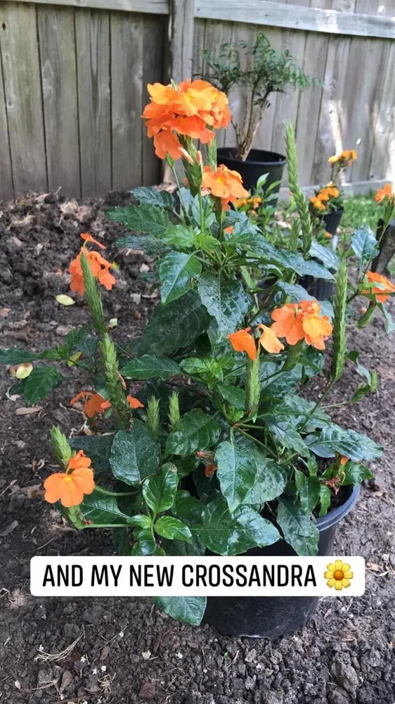 Custom yard cleanup service in Victoria, TX by Renken's Nursery