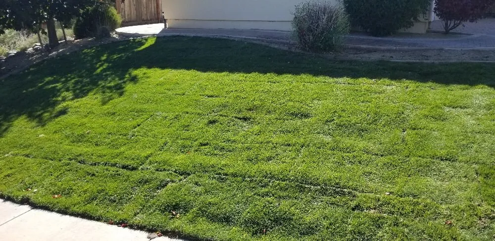 Trusted yard maintenance in Sparks, NV by Reno Sprinkler Repair & Sod