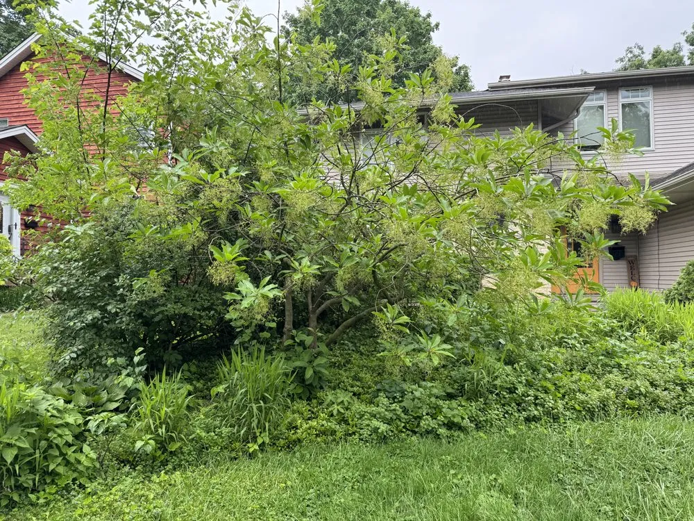 Professional lawn care service experts serving Naperville, IL - Renovatio Landscape & Design