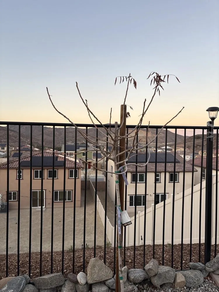 Custom landscape design for year-round maintenance in Woodland Hills, CA by Renovation and Construction Services