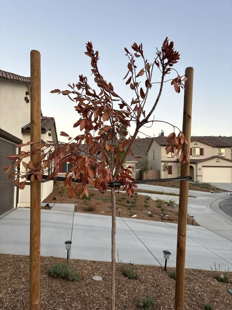 Trusted landscape installation for residential properties in Woodland Hills, CA by Renovation and Construction Services