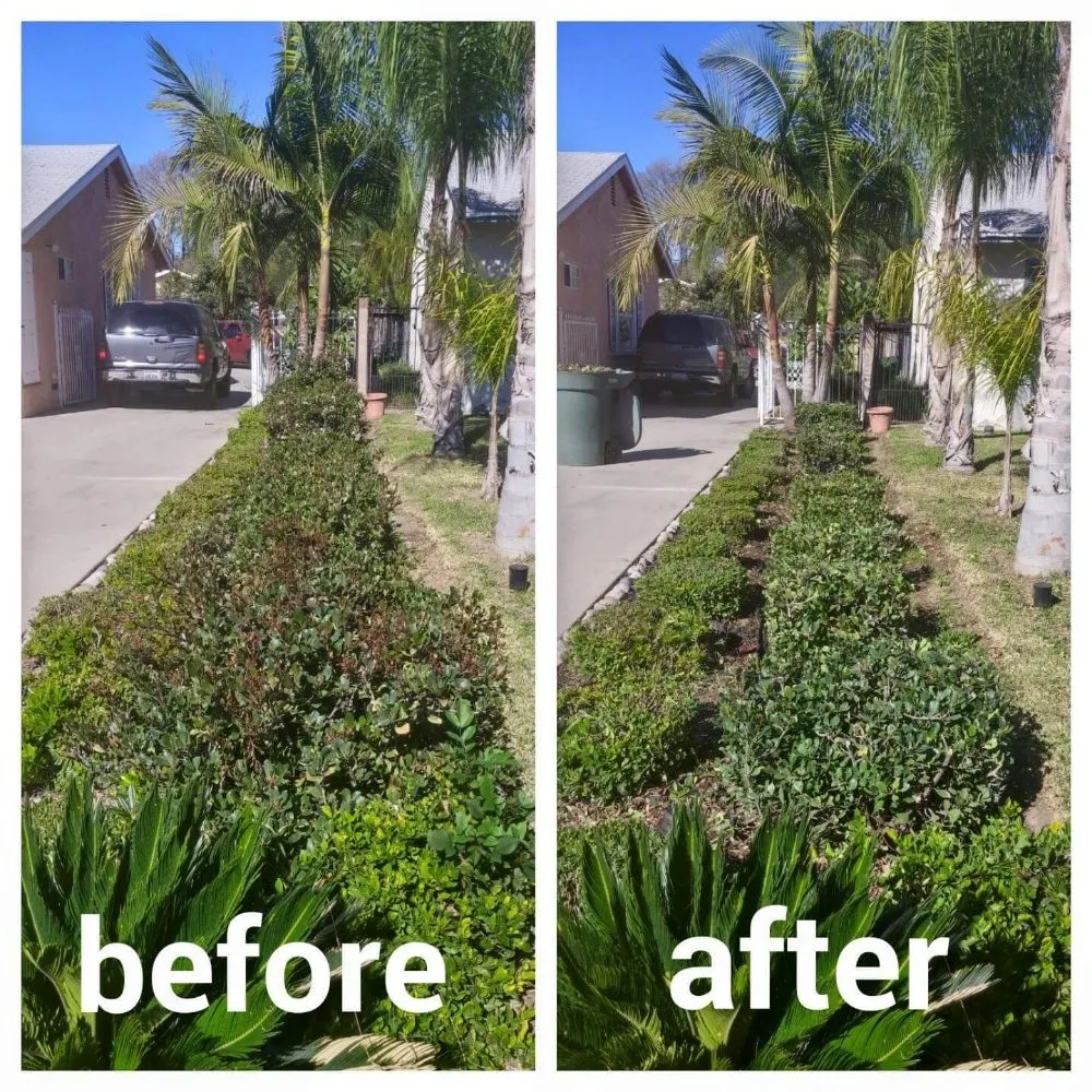 Affordable lawn mowing service in San Gabriel, CA by Renovation Garden Landscape