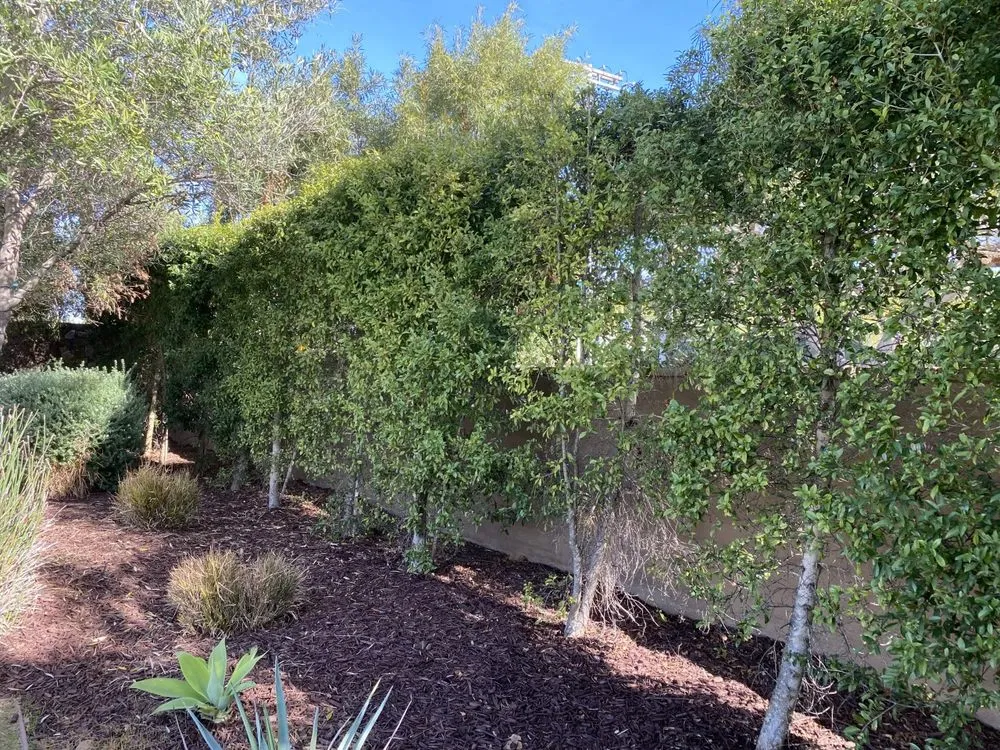 Custom yard cleanup service near you in San Diego, CA by Renshaw Landscape Services