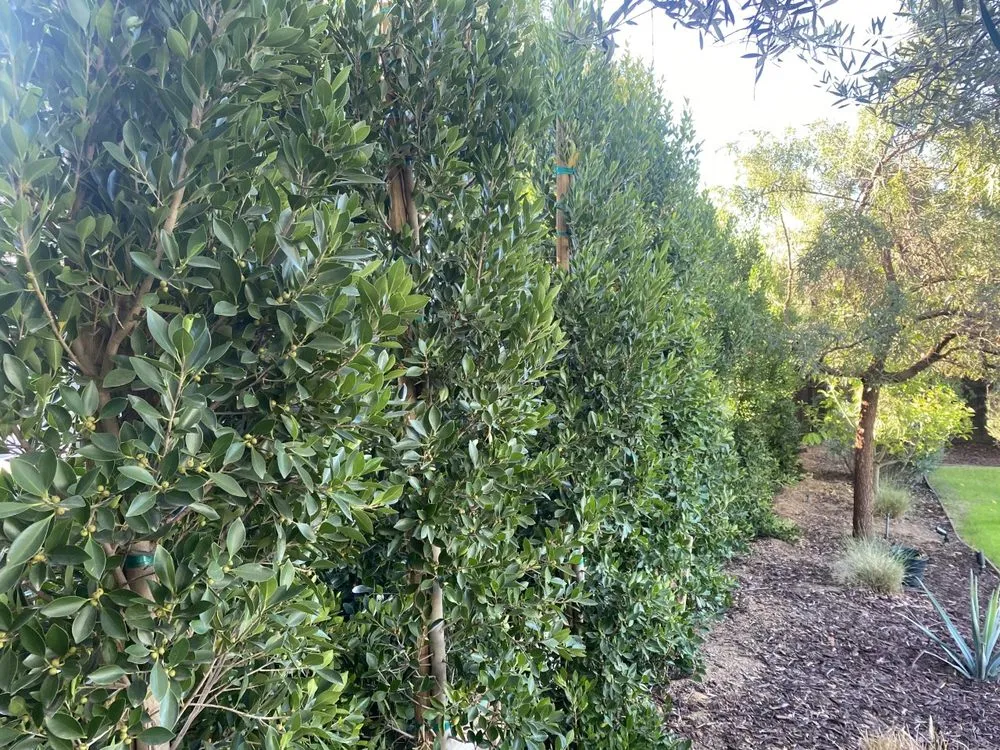 Local residential landscaping with custom design in San Diego, CA by Renshaw Landscape Services