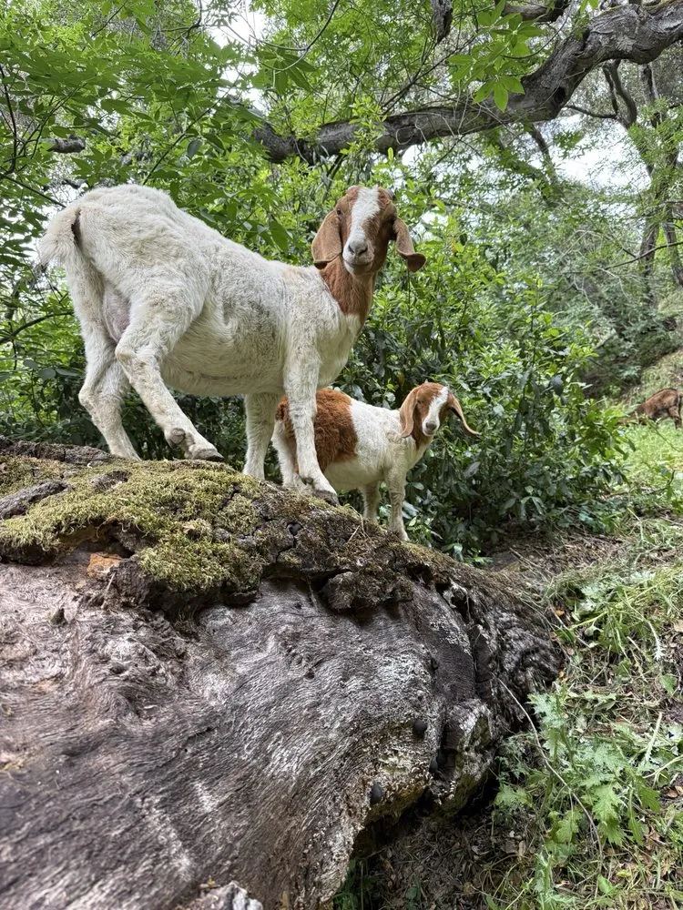 Custom landscape design for year-round maintenance across Prunedale, CA - Rent A Goat 831