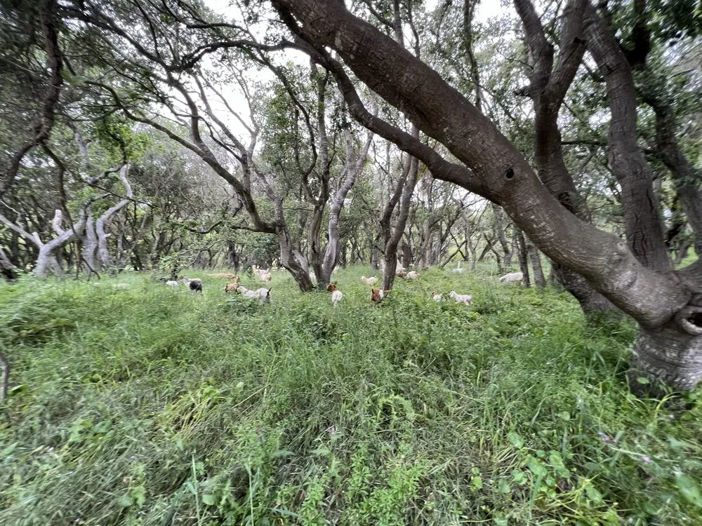 Professional residential landscaping for homes across Prunedale, CA - Rent A Goat 831