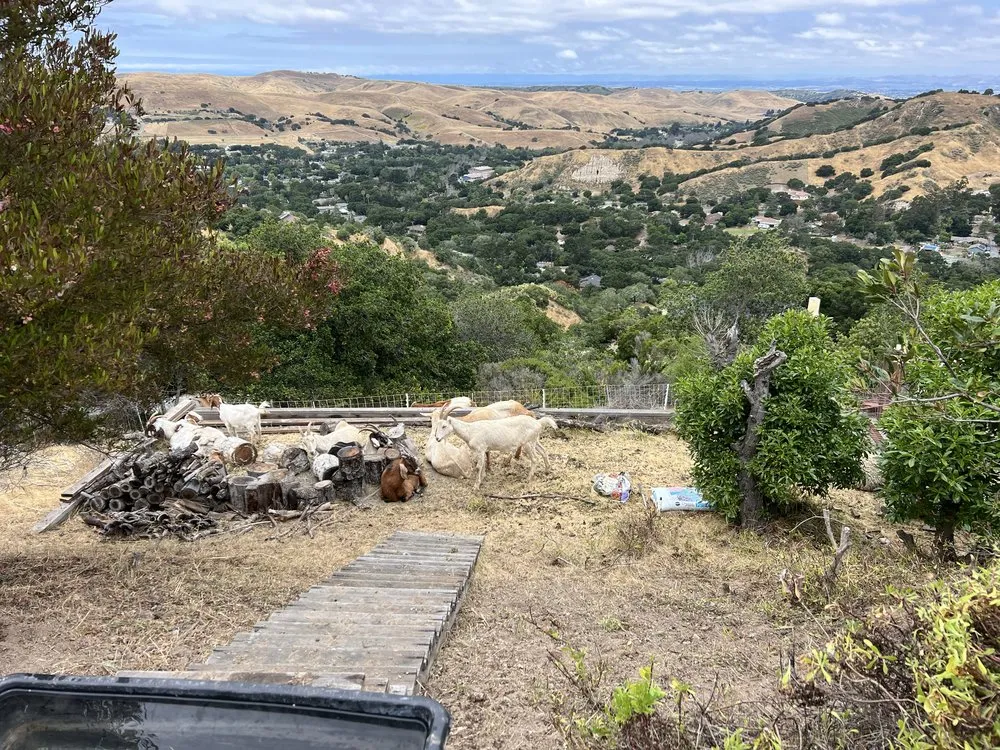 Top-rated landscape design experts serving Prunedale, CA - Rent A Goat 831