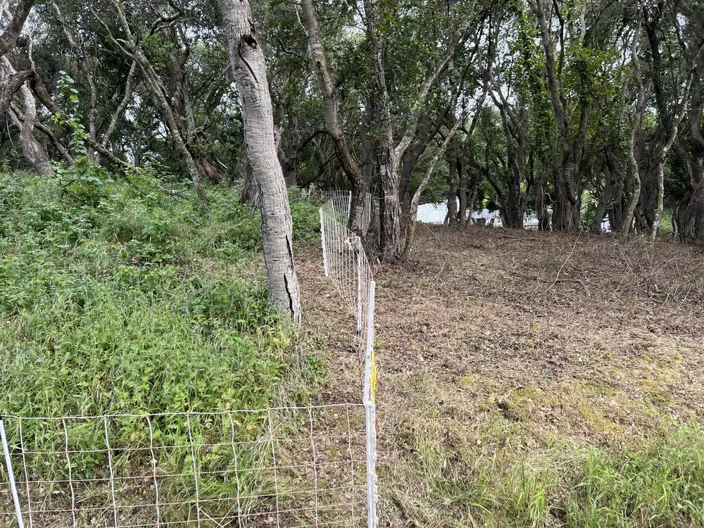 Reliable yard maintenance experts serving Prunedale, CA - Rent A Goat 831