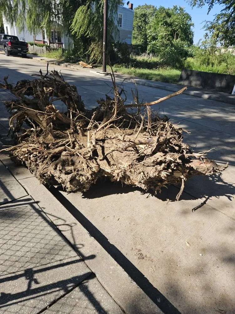 Expert landscape design experts serving Washington DC, DC - Replenishing Habitat's