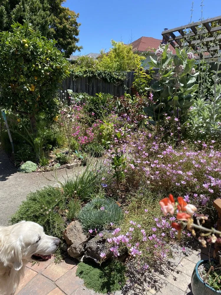 Trusted yard maintenance in Oakland, CA by Reppard's Landscaping