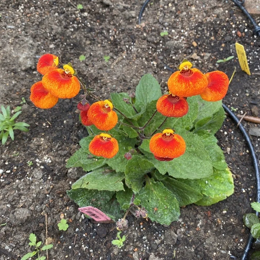 Custom yard maintenance in Oakland, CA - Reppard's Landscaping