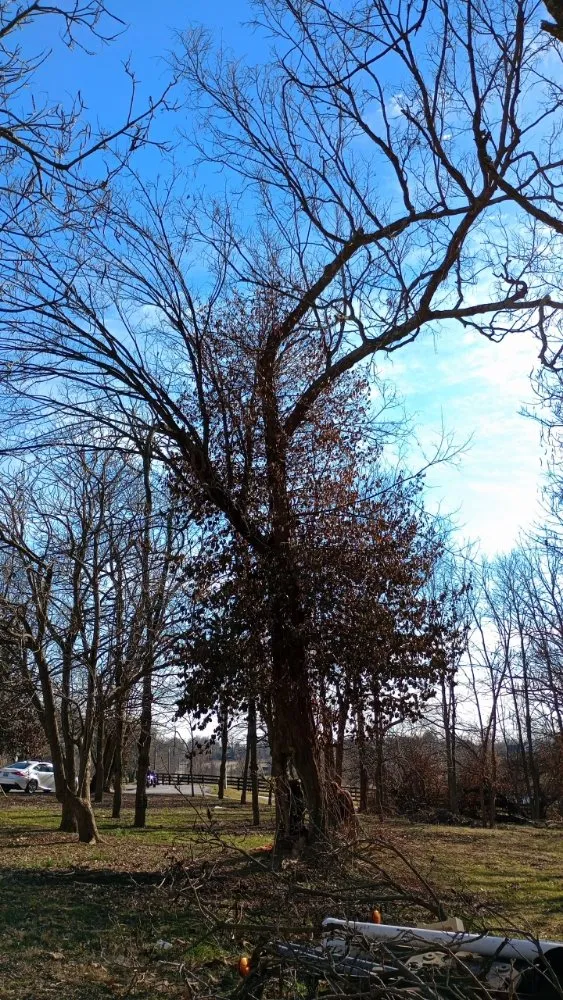 Affordable residential landscaping experts serving Clay City, KY - Resch