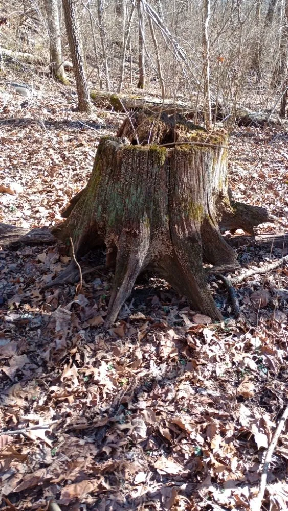 Local outdoor landscaping near you in Clay City, KY by Resch