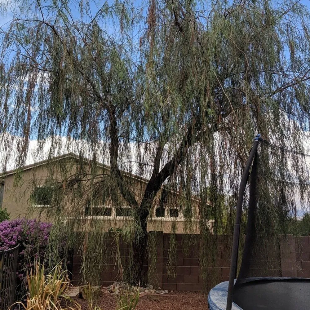 Affordable garden landscaping for year-round maintenance across Vail, AZ - Rescue Groundskeeping