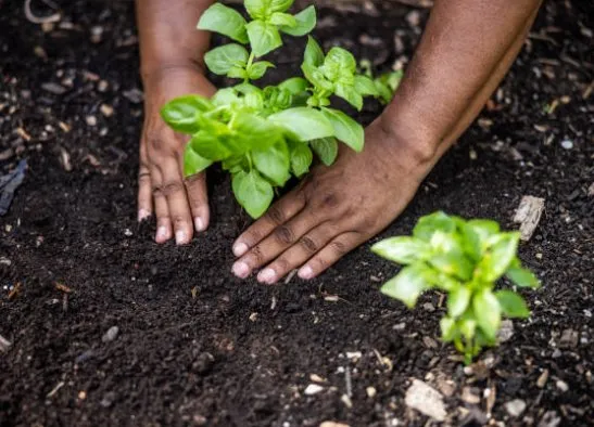 Local residential landscaping in Savannah, GA - Rescue Home Improvement Service