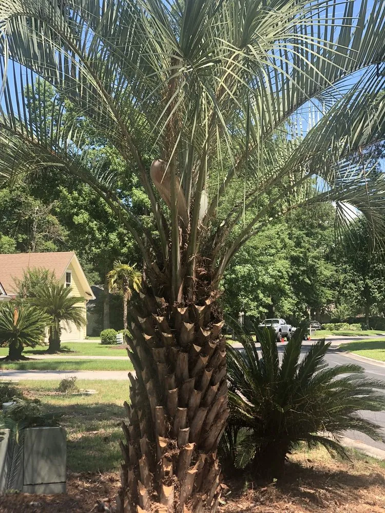 Custom landscaping services in Savannah, GA by Rescue Landscaping