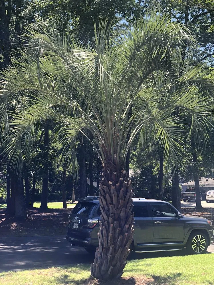 Local garden landscaping in Savannah, GA by Rescue Landscaping