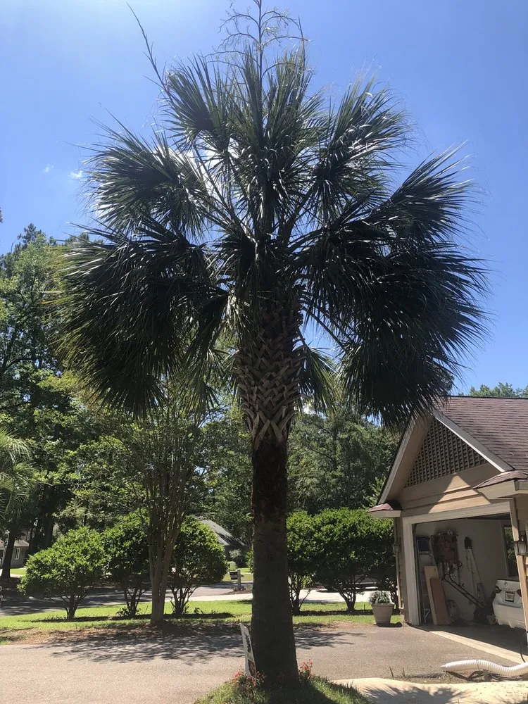 Top-rated yard maintenance in Savannah, GA by Rescue Landscaping