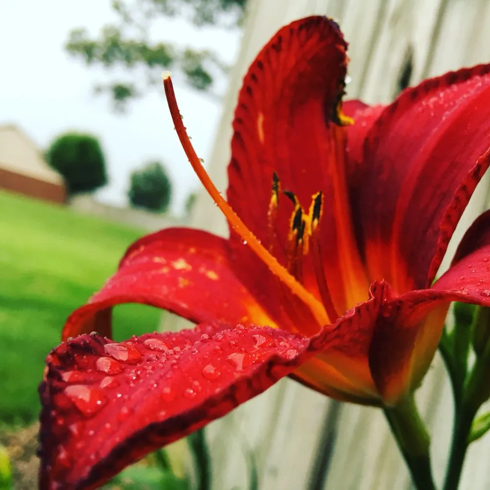 Custom residential landscaping experts serving Horn Lake, MS - Rescue Lawn Care