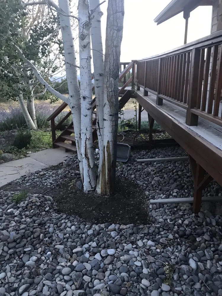 Reliable yard cleanup service near you in Delta, CO by Rescue Tree Service