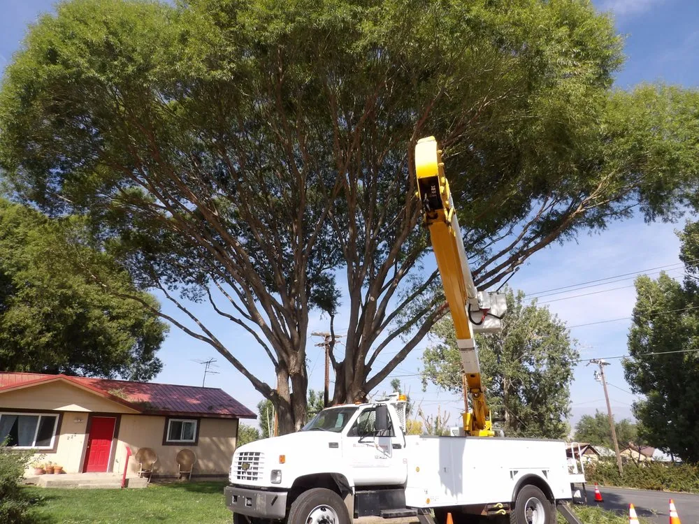 Trusted yard cleanup service near you across Delta, CO - Rescue Tree Service