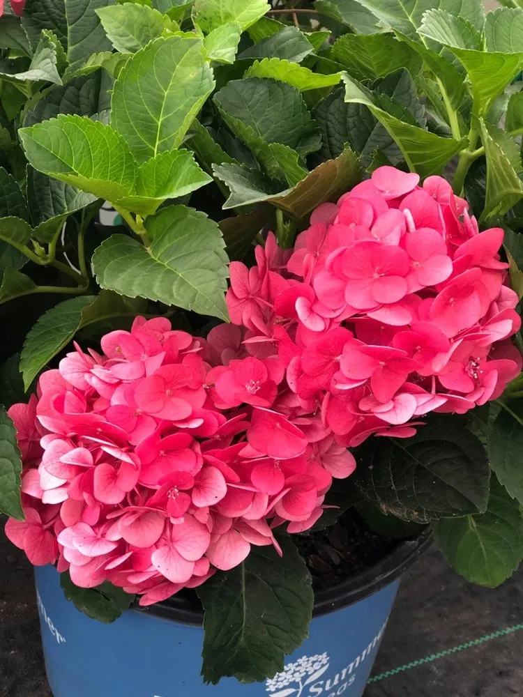 Reliable yard cleanup service in Madison, AL by Reseda Nursery & Stone Yard