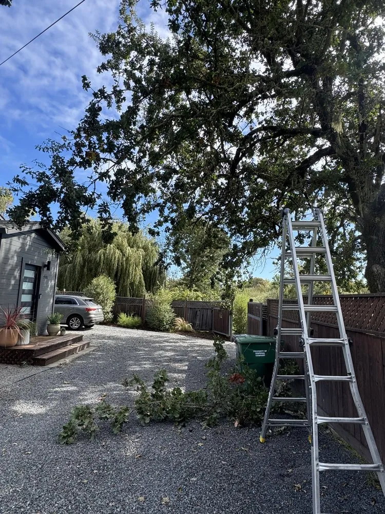 Expert yard cleanup service experts serving Santa Rosa, CA - Resendiz Landscaping