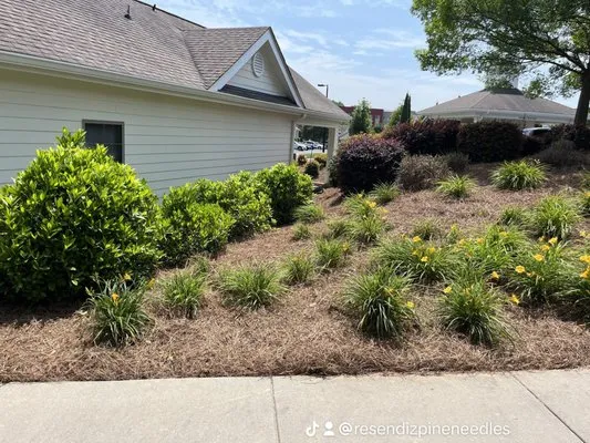 Resendiz Pine Needles