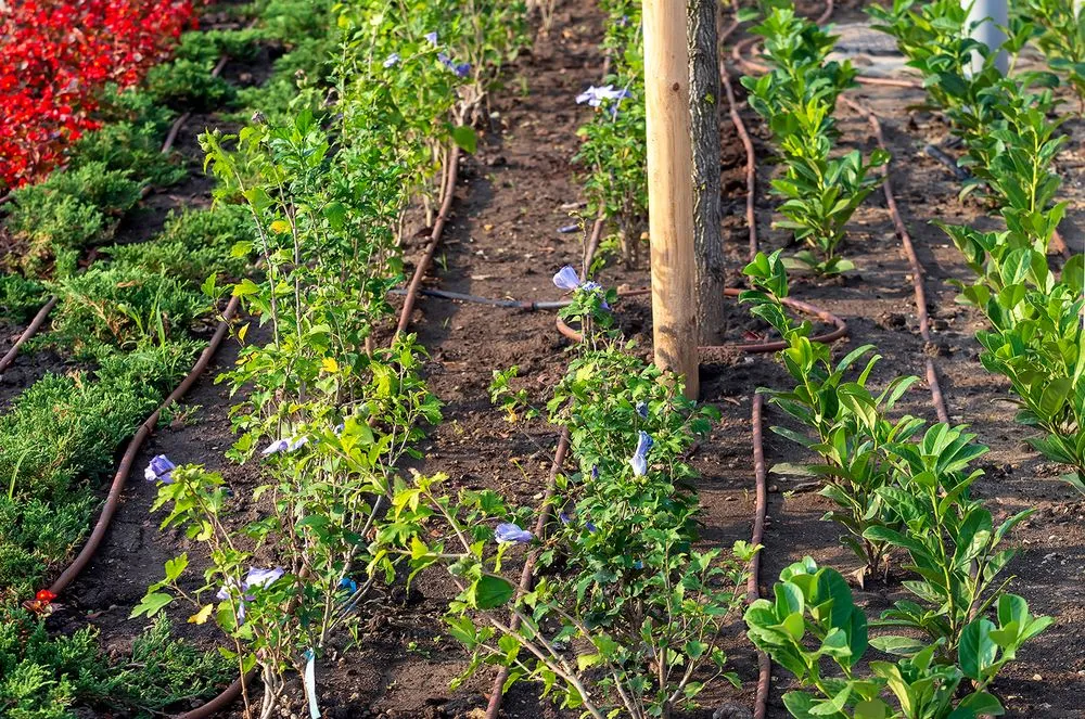 Affordable residential landscaping experts serving Leander, TX - Reserva Irrigation