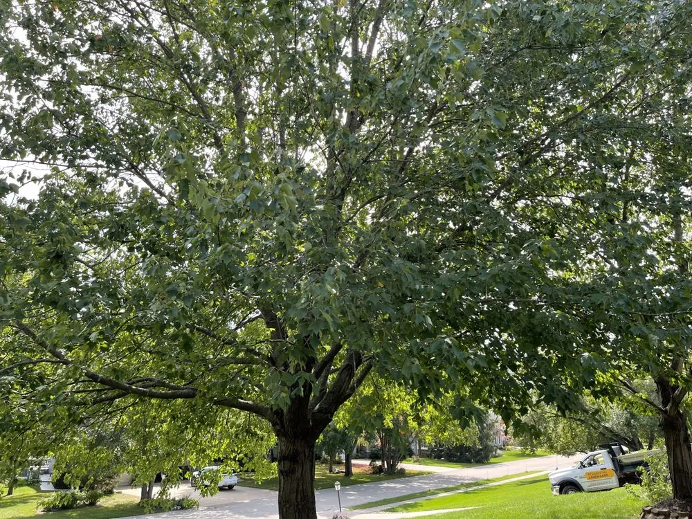 Professional yard cleanup service for residential properties in Dubuque, IA by Residential Lawn Care