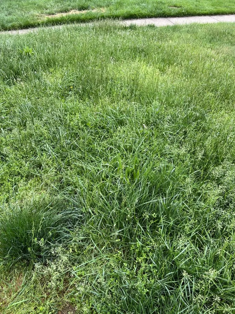 Affordable lawn care service in Abingdon, MD by Residential Lawn Company