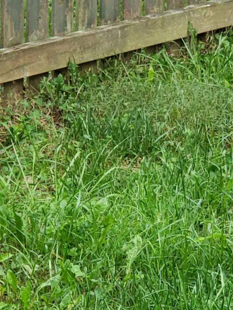 Affordable landscaping services in Abingdon, MD by Residential Lawn Company