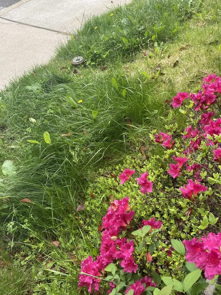 Professional residential landscaping for beautiful yards across Abingdon, MD - Residential Lawn Company