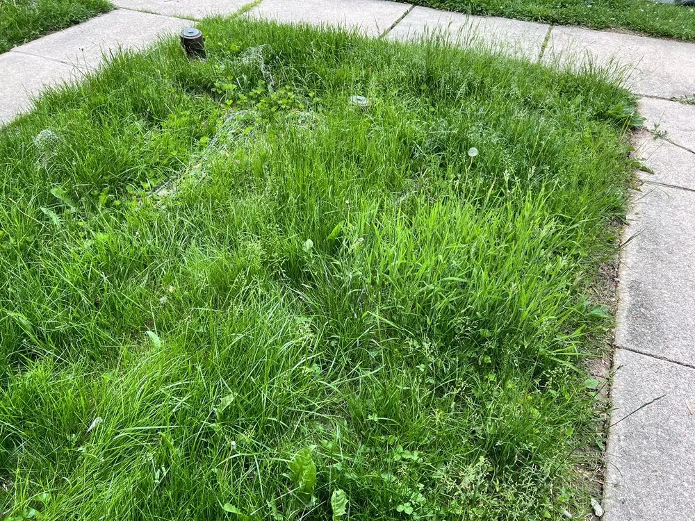 Local yard maintenance in Abingdon, MD by Residential Lawn Company