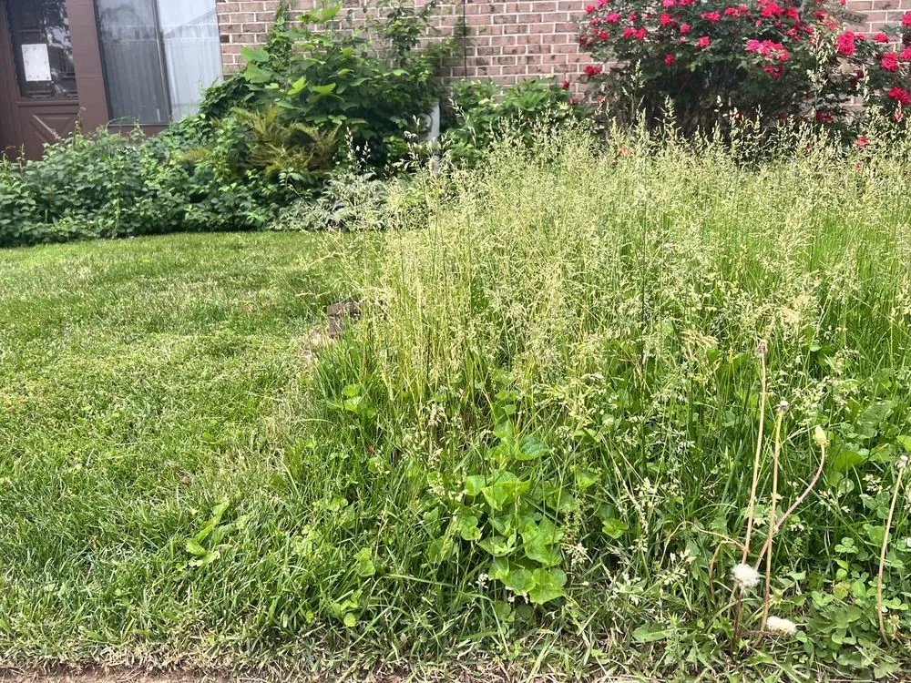 Affordable landscaping services for residential properties in Abingdon, MD by Residential Lawn Company