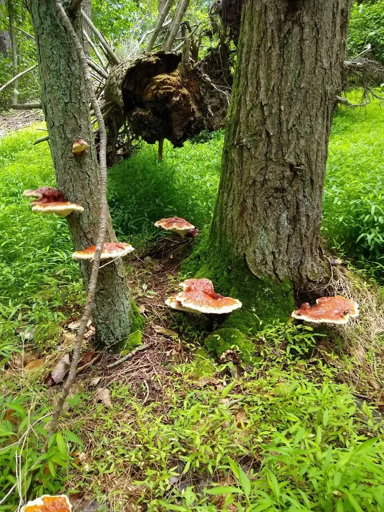 Top-rated landscape installation in Brunswick, MD - Residential Reforestation