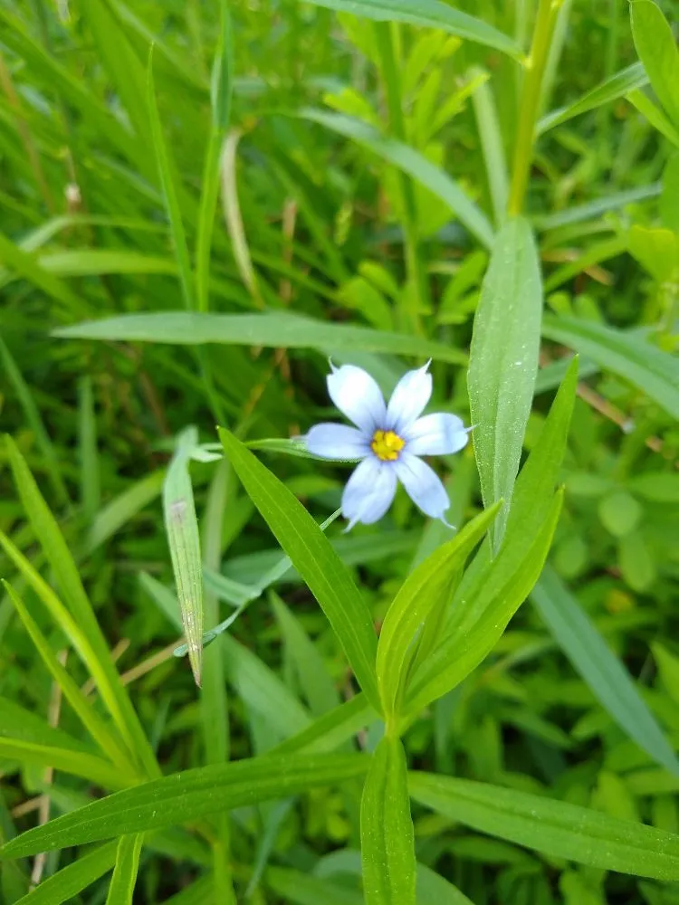 Professional landscape installation experts serving Brunswick, MD - Residential Reforestation