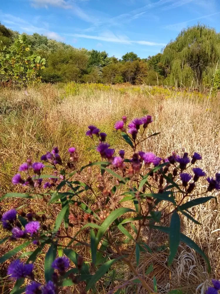 Professional landscaping services experts serving Brunswick, MD - Residential Reforestation
