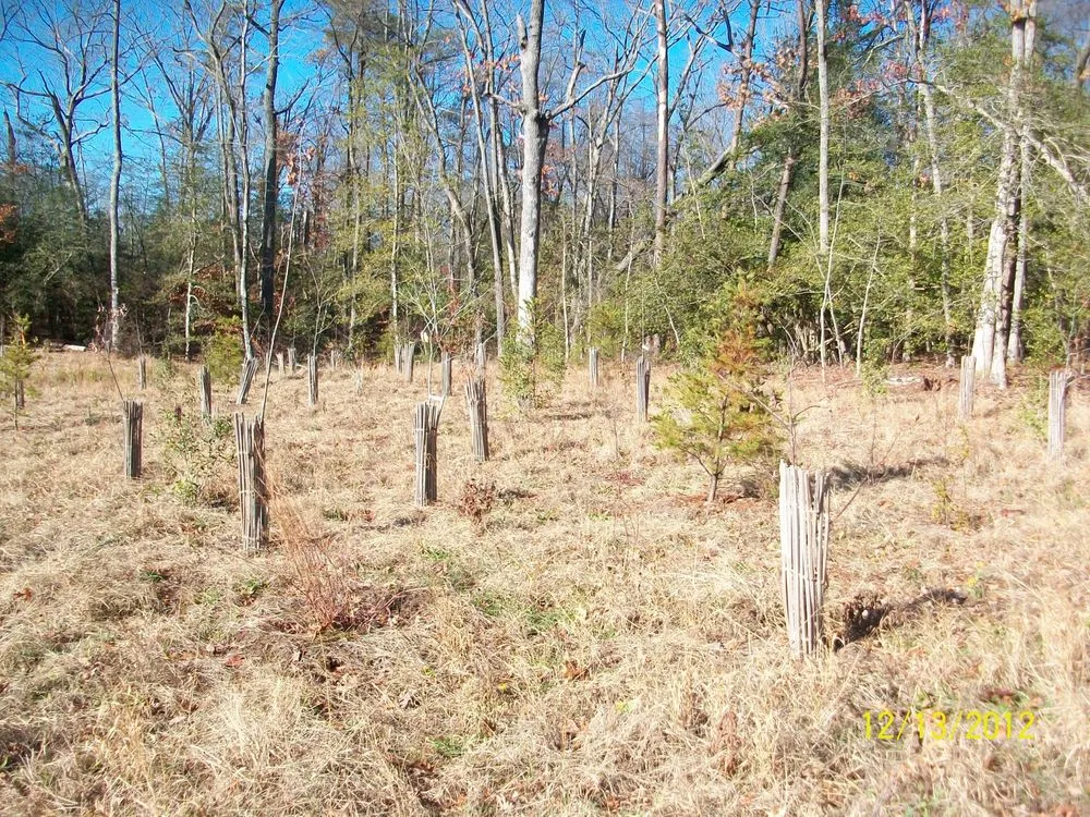 Top-rated garden landscaping in Brunswick, MD by Residential Reforestation