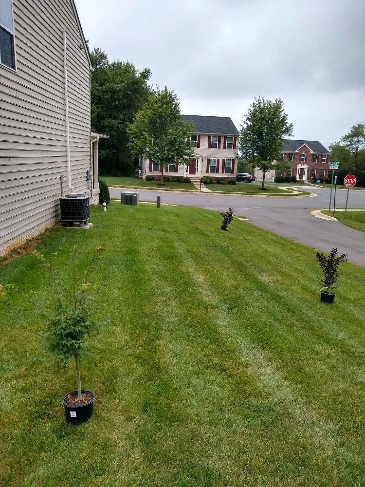 Professional landscape design in Brunswick, MD - Residential Reforestation
